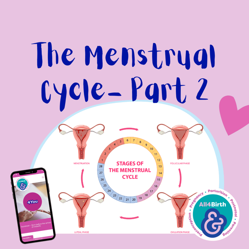 Freeflow – The Menstrual Cycle Part 2: The Follicular Phase