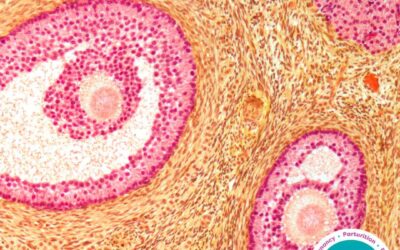 Freeflow – The Menstrual Cycle Part 2: The Follicular Phase
