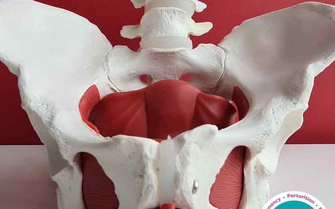 Freeflow- Navigating Pelvic Girdle Pain (PGP) During Pregnancy: Understanding, Coping, and Seeking Support